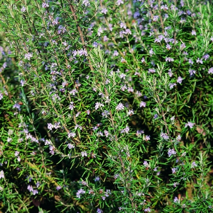 Picture of Rosemary